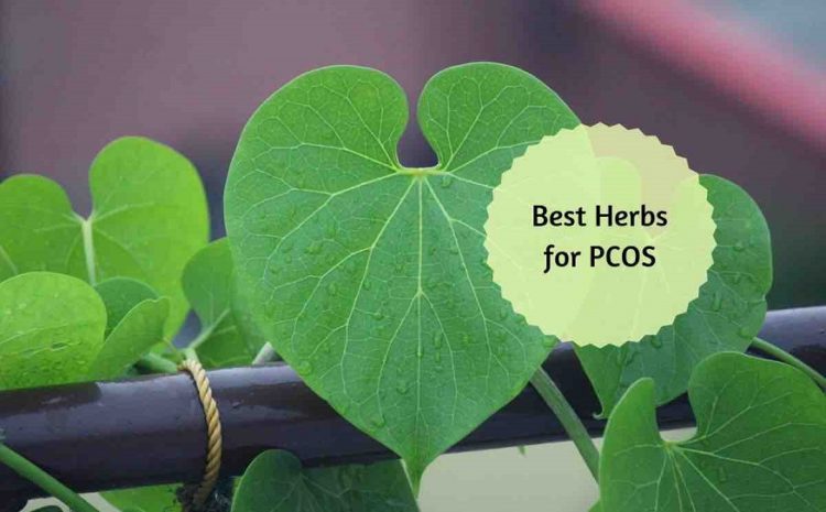 Ayurvedic syrup for pcos ayurvedic tonic for pcos