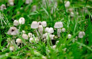 mushroom retreat