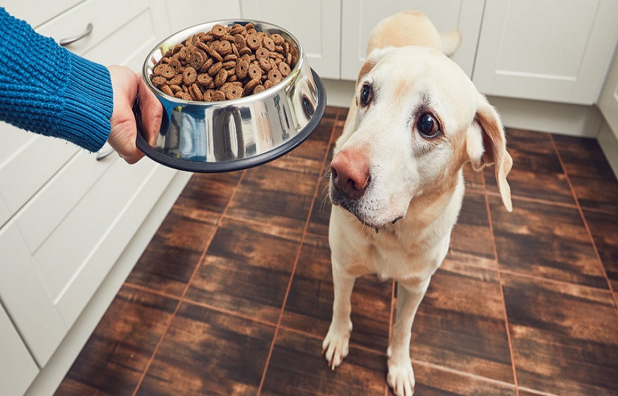 How can your dog get advantages from probiotics?